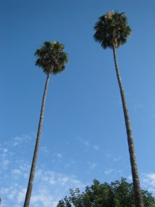 two_tall_trees